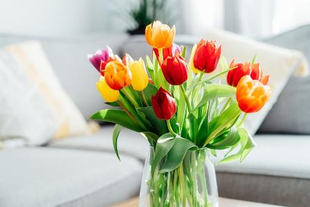 Tulpen-Knigge: So bleiben die Frühlingsblumen länger am Leben