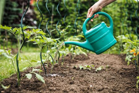 Hand mit Gießkanne gießt im Garten Wasser an Pflanzen