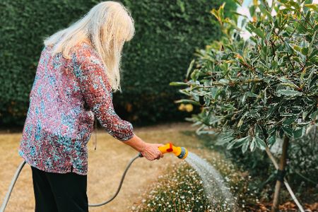 Ältere Frau gießt mit Gartenschlauch und Brause Büsche im Garten