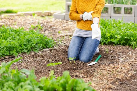 Frau kniet in einem gemulchten Beet und pflanzt kleine Pflanzen in den Garten