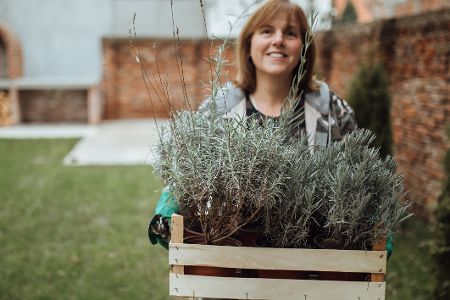 Frau trägt einen Holzkorb voll mit Lavendelpflanzen