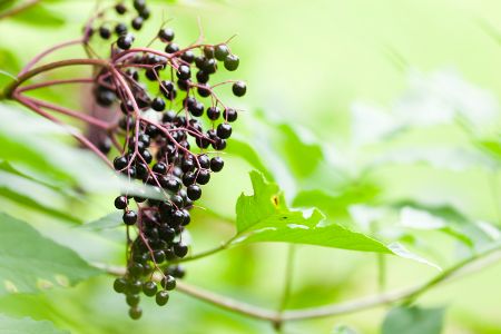 Dolde mit reifen Holunderbeeren vor grünen Blättern