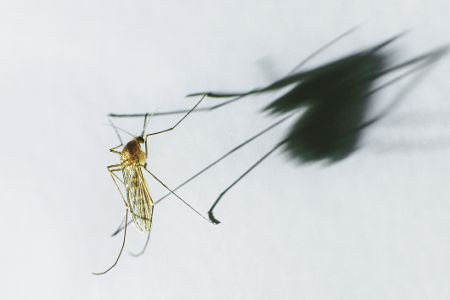 Mücke vor ihrem eigenen, stark vergrößerten Schatten
