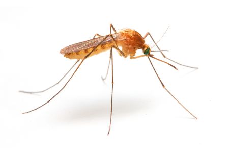 Malaria-Mücke