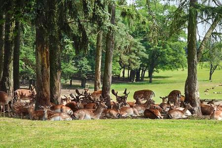Wildpark Johannismühle