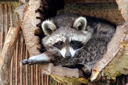 Wildpark Johannismühle