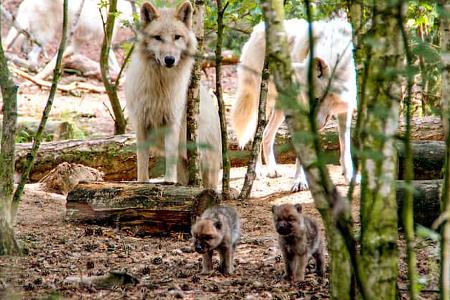 Wildpark Johannismühle