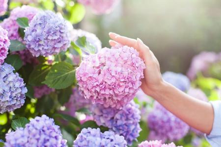 Hydrangea pflegen: Wie Hortensien üppig blühen