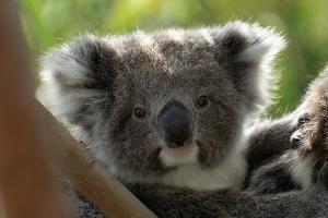 Ryan Reynolds feiert in der Doku "Underdogs" die Freaks der Natur