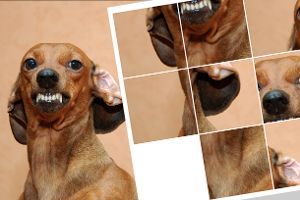 Hund fletscht die Zähne.