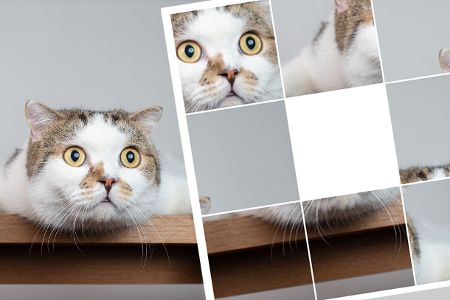 Katze guckt mit großen Augen.