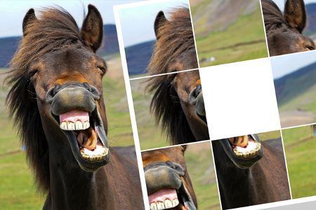 Ein Pferd lacht und zeigt dabei sein riesiges Gebiss.