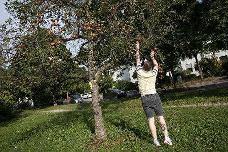 Mensch pflückt Äpfel von einem Apfelbaum mit gelbem Band am Stamm