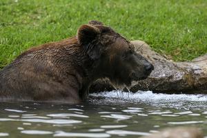 Nächste Bärensichtung: Erneut Golfturnier in Japan gestoppt