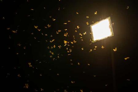 Lichtverschmutzung, Insektensterben, Straßenlaternen, Forschungsprojekt
