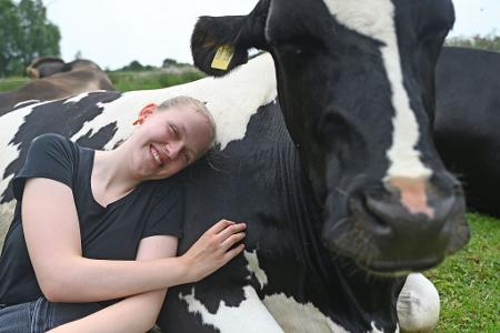 Die Tiere lernten schon als Kälber, Menschen zu vertrauen.