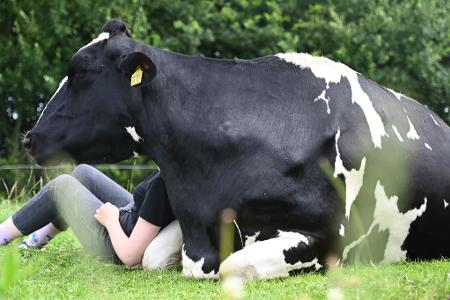 Wenn die Kuh keine Lust auf Gesellschaft oder Kuscheln hat, lässt man sie in Ruhe – jedes Rind kann einfach aufstehen und weggehen.