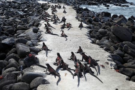 Viele Galápagos-Meerechsen laufen einen Weg am Strand entlang