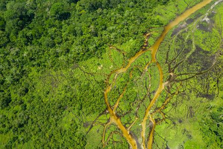 Blick von oben auf einen Dschungel