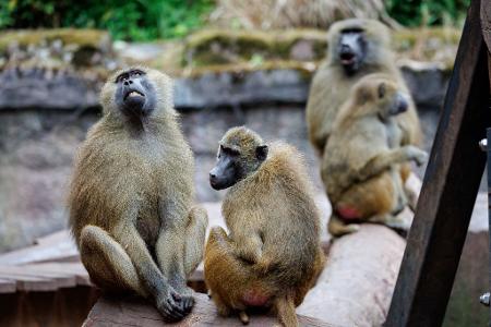 Das Pavian-Gehege ist überbelegt. Der Zoo will deshalb einige Tiere töten. 