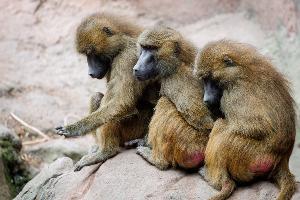 Der Tiergarten hat nun seine Pläne in die Tat umgesetzt - obwohl Tierschutz- und Tierrechtsorganisationen diese scharf kritisiert hatten. (Archivbild)