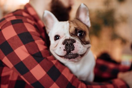 Französische Bulldogge auf dem Arm eines Menschen