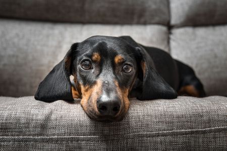 Dackel auf dem Sofa