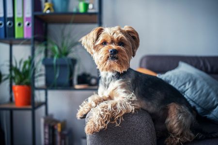 Yorkshire Terrier auf einem Sofa