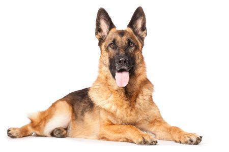 Deutscher Schäferhund