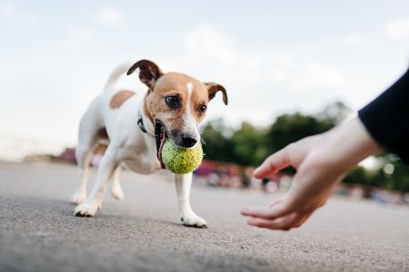 Jack Russell Terrier mit einem Ball im Maul vor einer ausgestreckten Hand