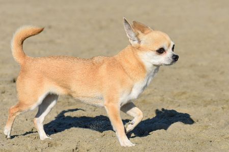 Chihuahua Kurzhaar