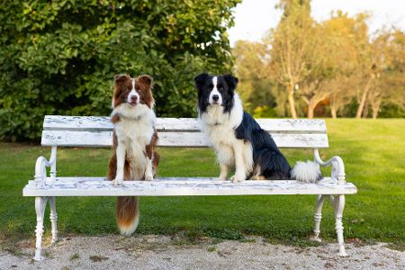Zwei Border Collies sitzen auf einer Bank im Park