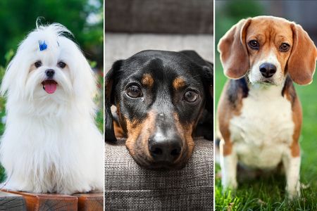 Collage aus Malteser, Dackel und Beagle