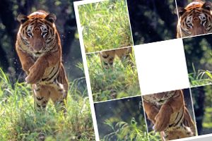 Schiebepuzzle: Tiger