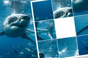 Schiebepuzzle: Hungrige Haie