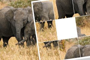 Schiebepuzzle: Elegante Elefanten