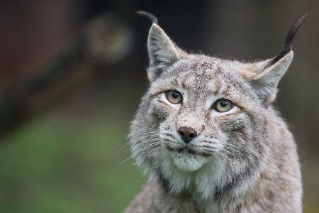 Der Zoo in Aalborg weist darauf hin, dass Raubtiere wie Luchse auf ganze Beutetiere angewiesen sind - gerne auch Haustiere. (Archivbild)