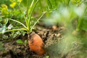 In Deutschland gibt es weniger Bio-Bauernhöfe. (Archivbild)
