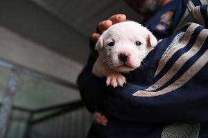 Welpen werden vielerorts in China teilweise auf der Straße verkauft. 