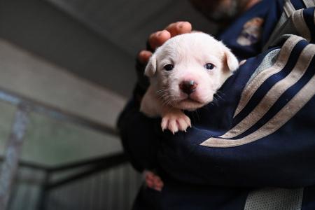 Welpen werden vielerorts in China teilweise auf der Straße verkauft. 