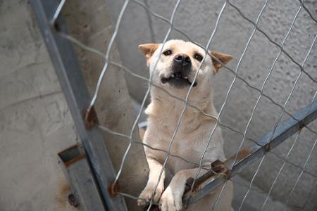 Hunde, die vor dem Hundefleisch-Fest in Yulin gerettet werden, landen oft auf Zhao Xinqis Hof. 