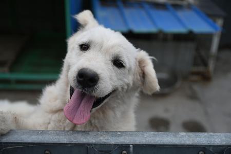 Einige Tiere auf Zhao Xinqis Hof finden auch neue Besitzer im Ausland. 