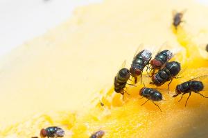 Fruchtfliegen: So wird man die lästigen Insekten los