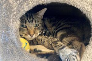 Kater Ben im Tierheim "Katzenparadies" Neustrelitz.