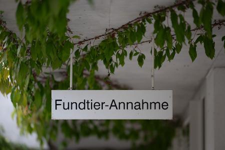 Rettung für ausgesetzte Katzen: die 