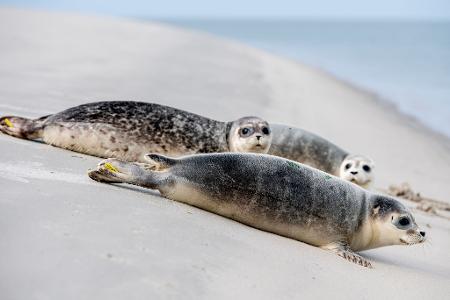 An der Ostspitze von Juist robben die aufgepäppelten Jungtiere Hubi, Steve und Scotty Richtung Nordsee.