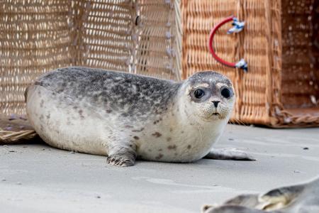 Nachdem die Transportkörbe auf Juist vorsichtig geöffnet und Richtung Wasser gekippt wurden, beschnuppern die Seehundjungen zunächst ihre neue Freiheit.