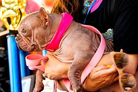Hässlicher geht's nicht, befanden die Juroren - und kürten Petunia zur Siegerin.