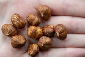 Haselnüsse wachsen auch in Deutschland, kommen aber vor allem aus der Türkei. (Illustration)