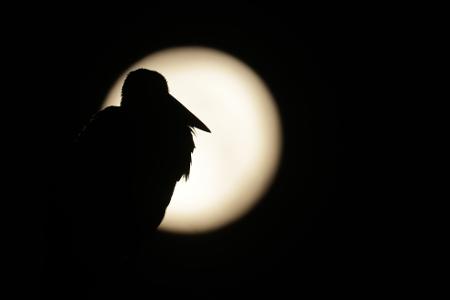 Am Sonntag war Vollmond - sein Licht wird es noch in den nächsten Tagen erschweren, Perseiden zu entdecken. (Archivbild) 